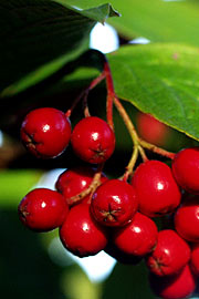 Cotoneaster