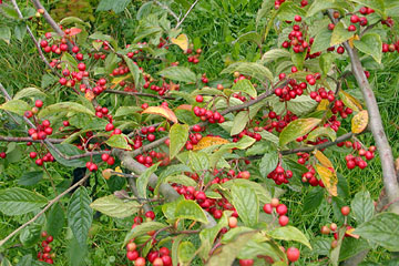 Cotoneaster