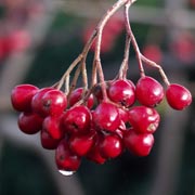 Cotoneaster