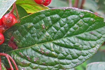 Cotoneaster bullatus