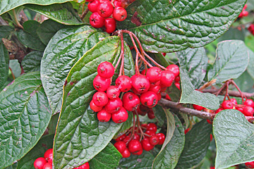 Cotoneaster bullatus