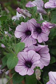 Petunia hybrid