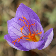 Crocus speciosus