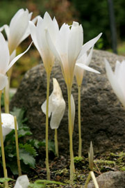 Crocus speciosus