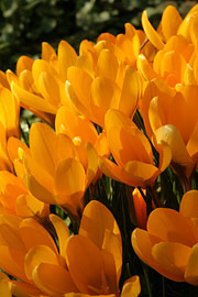 storblomstrede krokus