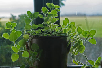 Plectranthus amboinicus