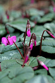 Cyclamen parviflorum