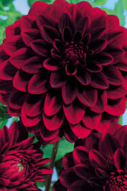 Dahlia ‘Arabien Night’