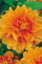 Dahlia ‘Noordvijk’