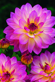 Dahlia ‘Pink Attraction’