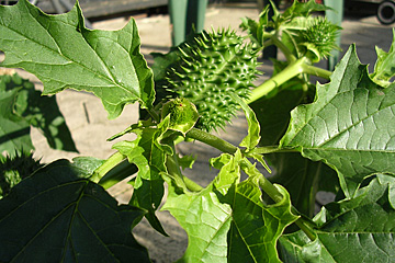 Pigæble, Datura stramonium