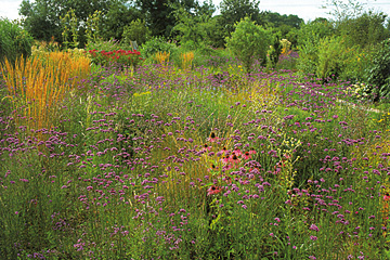 Et »vildt« bed af verbena, Verbena bonariensis, græsser og solhat, Echinacea, i en have