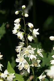 Deutzia gracilis