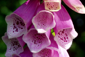 Digitalis