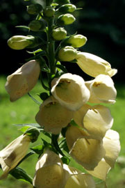 digitalis