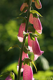 Digitalis