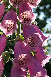 Digitalis