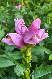 Duehoved har mørkrosa blomster på tætte aks.