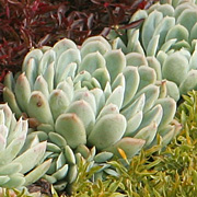 Sølvroset, Echeveria elegans