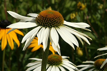 Echinacea purpurea