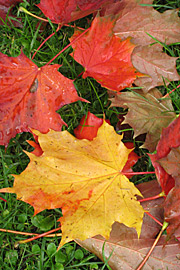 røde og gule efterårsblade