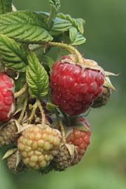 Efterårshindbær udvikles og modner over en lang periode.