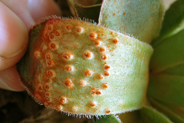 Endophyllum sempervivi