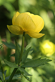 Engblomme er ikke kun en havestaude, men vokser også vildt i den danske natur.