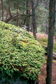 Engelsød
