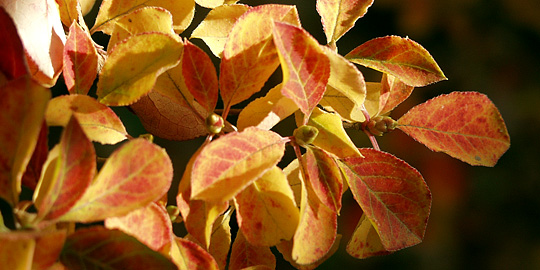 Enkiathus campanulatus