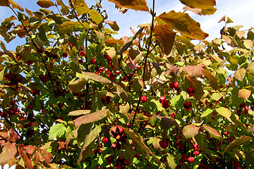 Euonymus planipes