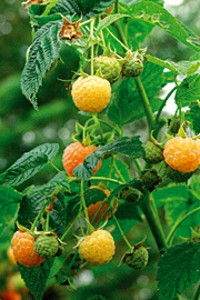 ‘Fallgold’ har gule hindbær
