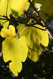figenblade