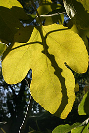 figenblad