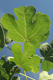 figenblade
