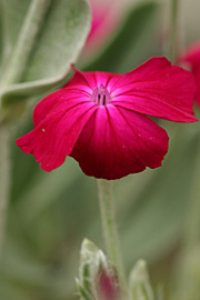 Fiksernellike ser ikke ud af noget som enkelt blomst.