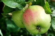 Filippa æble
