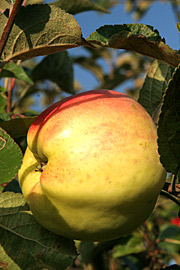 Filippa æblet er en af de gamle sunde sorter.
