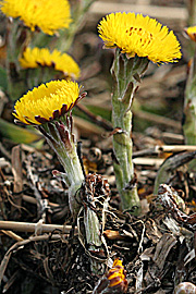 Følfod i blomst i april