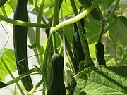 agurker i august