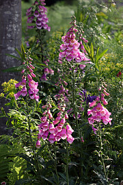 Digitalis