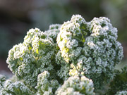 gr&oslash;nk&aring;l med rim