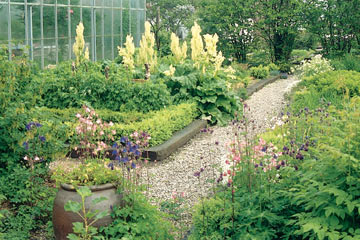 Blomsterhaven med rabarber og akelejer