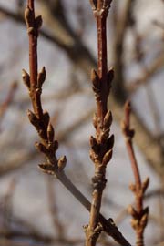 Forsythiagrene.