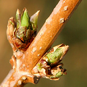 Forsythiaknopper