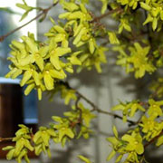 Forsythia