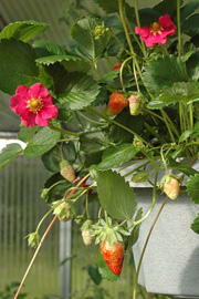 Blomsterjordbær med smukke røde blomster: Fragaria vesca ‘Sheila’ F1.