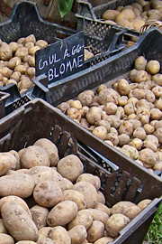 Kartoffelsorter: Friesländer og Gul æggeblomme.