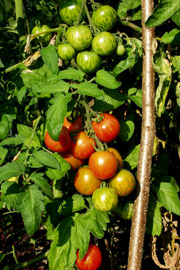 I år er tomater på friland fleste steder en succes med masser af røde, søde tomater.