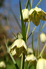 Fritillaria verticillata